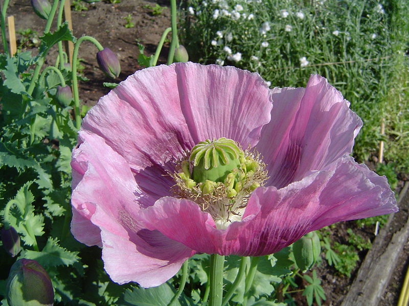 800px-Opium_poppy.jpg