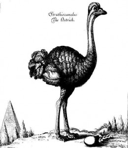 ostrich2