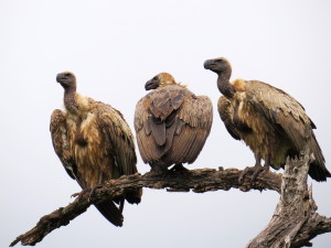 white-backed-vulture2