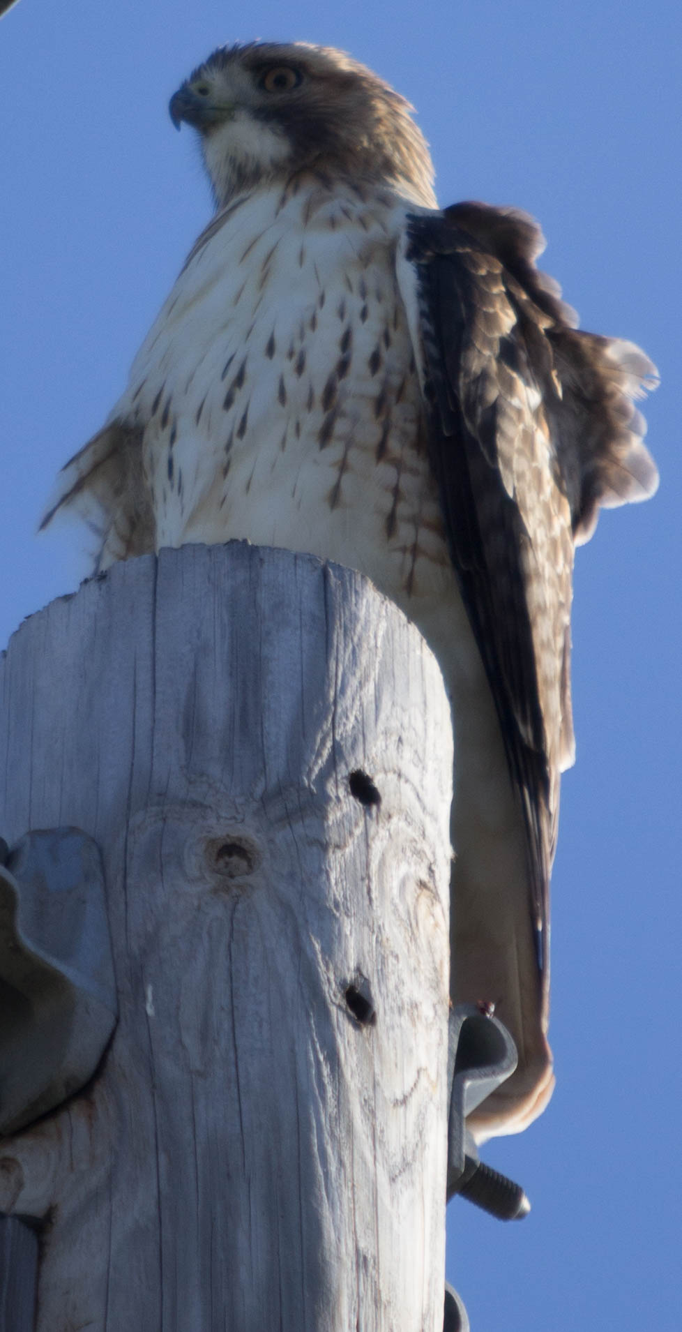 kurtz_lens_birds_politics